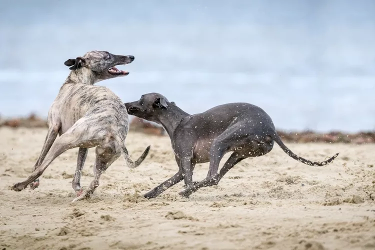 The greyhound was originally bred for chasing rabbits, but is now best known as a racing and companion breed